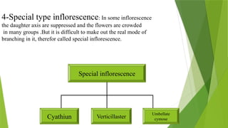 15
4-Special type inflorescence: In some inflorescence
the daughter axis are suppressed and the flowers are crowded
in many groups .But it is difficult to make out the real mode of
branching in it, therefor called special inflorescence.
Special inflorescence
Umbellate
cymose
Cyathiun Verticillaster
 