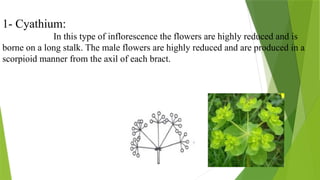 16
1- Cyathium:
In this type of inflorescence the flowers are highly reduced and is
borne on a long stalk. The male flowers are highly reduced and are produced in a
scorpioid manner from the axil of each bract.
 
