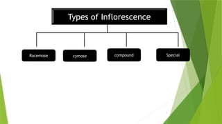 3
Types of Inflorescence
Racemose compound Special
cymose
 