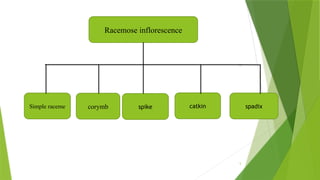 5
Racemose inflorescence
Simple raceme corymb spike catkin spadix
 