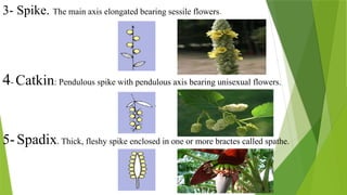 7
3- Spike. The main axis elongated bearing sessile flowers.
4- Catkin: Pendulous spike with pendulous axis bearing unisexual flowers.
5- Spadix. Thick, fleshy spike enclosed in one or more bractes called spathe.
 
