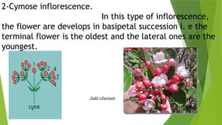 8
2-Cymose inflorescence.
In this type of inflorescence,
the flower are develops in basipetal succession i. e the
terminal flower is the oldest and the lateral ones are the
youngest.
Judd viburnum
 
