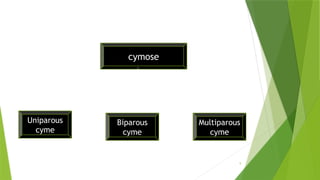 9
Uniparous
cyme
cymose
Multiparous
cyme
Biparous
cyme
 