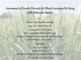 Assessment of Genetic Diversity In Wheat Genotypes By Using
ISSR Molecular Marker
BY
Name: Asif Shaukat Shaikh
Reg. No.: PES/2013/25
Course No.: HOT-481
B.Sc. Agricultural Biotechnology
Modern College of Agricultural Biotechnology
Kule-Dakhane, Paud, Pune.
Guided By
Mr. S.D. Tidke
Assistant Professor
Modern College of Agricultural Biotechnology
Kule-Dakhane, Paud, Pune. 1
 