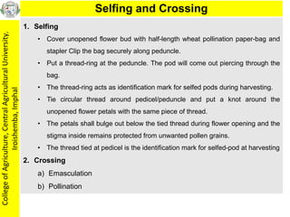 20 Semi Di Gombo (Okra) - Abelmoschus Esculentus, Verdure Facili Da Coltivare - Foto 5