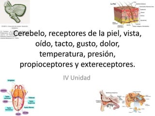 Cerebelo, receptores de la piel, vista, oído, tacto, gusto, dolor, temperatura, presión, propioceptoresy extereceptores. IV Unidad 
