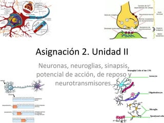 Asignación 2. Unidad II
Neuronas, neuroglias, sinapsis,
potencial de acción, de reposo y
neurotransmisores.
 