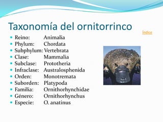 Información sobre el ornitorrinco y la quinua