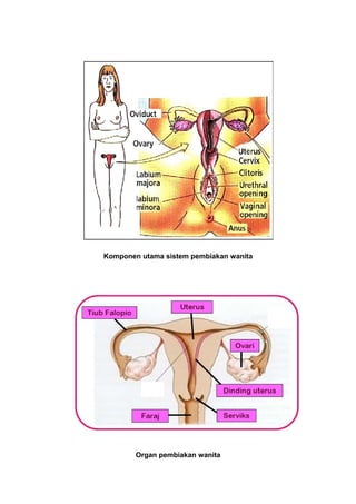 Komponen utama sistem pembiakan wanita
Organ pembiakan wanita
 