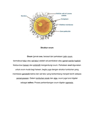 Struktur ovum
Ovum (jamak ova, berasal dari perkataan Latin ovum,
bermaksud telur atau sel telur) adalah sel pembiakan atau gamet wanita haploid.
Kedua-dua haiwan dan embriofit mengandungi ovum. Perkataan ovul digunakan
untuk ovum muda bagi haiwan, begitu juga dengan struktur tumbuhan yang
membawa gametofit betina dan sel telur yang berkembang menjadi benih selepas
persenyawaan. Dalam tumbuhan renek dan alga, ovum juga turut digelar
sebagai osfera. Proses perkembangan ovum digelar ogenesis.
 