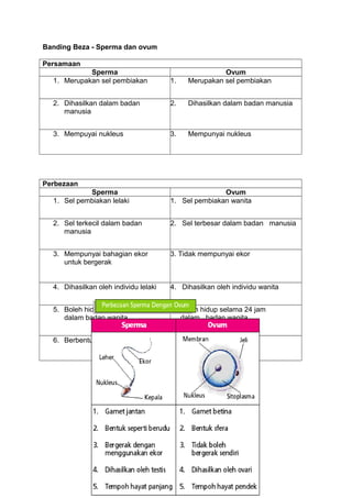 Banding Beza - Sperma dan ovum
Persamaan
Sperma Ovum
1. Merupakan sel pembiakan 1. Merupakan sel pembiakan
2. Dihasilkan dalam badan
manusia
2. Dihasilkan dalam badan manusia
3. Mempuyai nukleus 3. Mempunyai nukleus
Perbezaan
Sperma Ovum
1. Sel pembiakan lelaki 1. Sel pembiakan wanita
2. Sel terkecil dalam badan
manusia
2. Sel terbesar dalam badan manusia
3. Mempunyai bahagian ekor
untuk bergerak
3. Tidak mempunyai ekor
4. Dihasilkan oleh individu lelaki 4. Dihasilkan oleh individu wanita
5. Boleh hidup selama 72 jam
dalam badan wanita
5. Boleh hidup selama 24 jam
dalam badan wanita
6. Berbentuk seperti berudu 6. Berbentuk bulat
 
