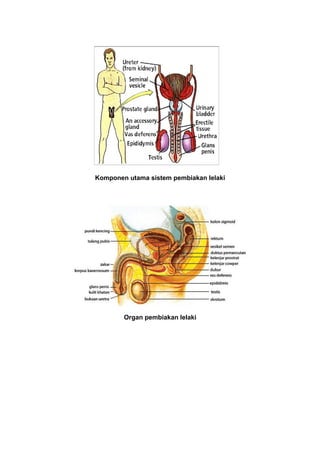 Komponen utama sistem pembiakan lelaki
Organ pembiakan lelaki
 