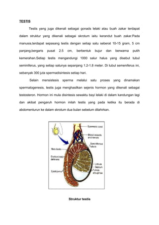 TESTIS
Testis yang juga dikenali sebagai gonads lelaki atau buah zakar terdapat
dalam struktur yang dikenali sebagai skrotum iaitu kerandut buah zakar.Pada
manusia,terdapat sepasang testis dengan setiap satu seberat 10-15 gram, 5 cm
panjang,bergaris pusat 2.5 cm, berbentuk bujur dan berwarna putih
kemerahan.Setiap testis mengandungi 1000 salur halus yang disebut tubul
seminiferus, yang setiap satunya sepanjang 1.2-1.8 meter. Di tubul semeniferus ini,
sebanyak 300 juta spermadisintesis setiap hari.
Selain mensistesis sperma melalui satu proses yang dinamakan
spermatogenesis, testis juga menghasilkan sejenis hormon yang dikenali sebagai
testosteron. Hormon ini mula disintesis sewaktu bayi lelaki di dalam kandungan lagi
dan akibat pengaruh hormon inilah testis yang pada ketika itu berada di
abdomenturun ke dalam skrotum dua bulan sebelum dilahirkan.
Struktur testis
 