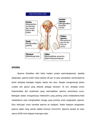 SPERMA
Sperma dihasilkan oleh testis melalui proses spermatogenesis. Apabila
diejakulasi, sperma boleh hidup selama 48 jam di salur pembiakan wanita.Sperma
terdiri daripada bahagian kepala, badan dan ekor. Kepala mengandungi bahan
nuclear dan granul yang dikenali sebagai akrosom. Di sini, terdapat enzim
hialuronidase dan proteinase yang memudahkan sperma menembusi ovum.
Bahagian badan mengandungi mitokondrin yang penting untuk metabolisme.Hasil
metabolisme pula menghasilkan tenaga yang penting untuk pergerakan sperma.
Ekor berfungsi untuk menolak sperma ke hadapan. Kadar kelajuan pergerakan
sperma dalam faraj wanita adalah kira-kira 3mm/minit. Sperma sampai ke salur
uterus 30-60 minit selepas hubungan seks.
 