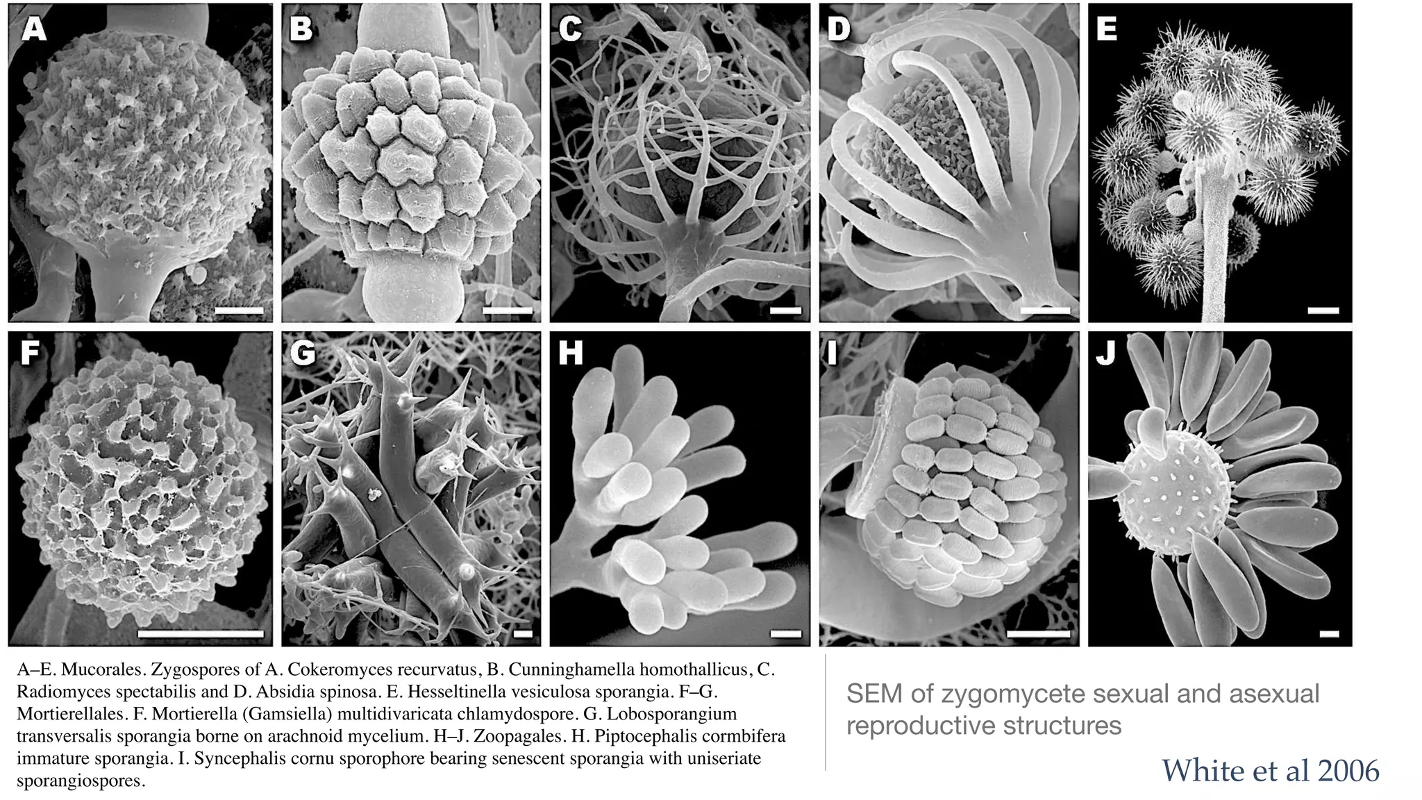 A–E. Mucorales. Zygospores of A. Cokeromyces recurvatus, B. Cunninghamella homothallicus, C.
Radiomyces spectabilis and D. Absidia spinosa. E. Hesseltinella vesiculosa sporangia. F–G.
Mortierellales. F. Mortierella (Gamsiella) multidivaricata chlamydospore. G. Lobosporangium
transversalis sporangia borne on arachnoid mycelium. H–J. Zoopagales. H. Piptocephalis cormbifera
immature sporangia. I. Syncephalis cornu sporophore bearing senescent sporangia with uniseriate
sporangiospores.
SEM of zygomycete sexual and asexual
reproductive structures
White et al 2006
 
