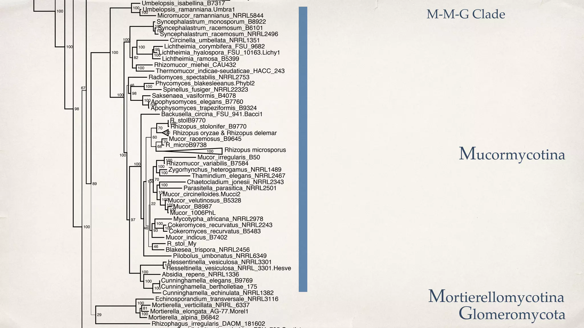 Mucormycotina
Mortierellomycotina
Glomeromycota
M-M-G Clade
Lichtheimia_ramosa_B5399
Rhizomucor_variabilis_B7584
Rhizophagus_irregularis_DAOM_181602
Hesseltinella_vesiculosa_NRRL_3301.Hesve
Cokeromyces_recurvatus_NRRL2243
Echinosporandium_transversale_NRRL3116
Apophysomyces_trapeziformis_B9324
Zygorhynchus_heterogamus_NRRL1489
R_stol_My
Thermomucor_indicae-seudaticae_HACC_243
Cokeromyces_recurvatus_B5483
Syncephalastrum_racemosum_B6101
Lichtheimia_corymbifera_FSU_9682
Mortierella_elongata_AG-77.Morel1
Mycotypha_africana_NRRL2978
Spinellus_fusiger_NRRL22323
Cunninghamella_bertholletiae_175
Umbelopsis_ramanniana.Umbra1
Mucor_B8987
Pilobolus_umbonatus_NRRL6349
Cunninghamella_elegans_B9769
Mucor_circinelloides.Mucci2
Mortierella_verticillata_NRRL_6337
Radiomyces_spectabilis_NRRL2753
Syncephalastrum_racemosum_NRRL2496
R_stolB9770
Hessentinella_vesiculosa_NRRL3301
Rhizopus_stolonifer_B9770
Backusella_circina_FSU_941.Bacci1
Mucor_1006PhL
Mucor_indicus_B7402
Parasitella_parasitica_NRRL2501
Apophysomyces_elegans_B7760
Mucor_racemosus_B9645
Mucor_irregularis_B50
Lichtheimia_hyalospora_FSU_10163.Lichy1
Rhizomucor_miehei_CAU432
Saksenaea_vasiformis_B4078
Thamindium_elegans_NRRL2467
R_microB9738
Absidia_repens_NRRL1336
Blakesea_trispora_NRRL2456
Phycomyces_blakesleeanus.Phybl2
Circinella_umbellata_NRRL1351
Syncephalastrum_monosporum_B8922
Mortierella_alpina_B6842
Mucor_velutinosus_B5328
Umbelopsis_isabellina_B7317
Cunninghamella_echinulata_NRRL1382
Micromucor_ramannianus_NRRL5844
Chaetocladium_jonesii_NRRL2343
100
100
100
70
100
100
100
100
46
100
99
100
100
100
70
70
67
100
100
100
100
100
100
100
100
97
100
98
100
82
89
100
100
46
60
22
68
81
100
100
100
100
100
93
100
100
100
100
100
46
29
100
100
100
98
100
100
Rhizopus microsporus
Rhizopus oryzae & Rhizopus delemar
 