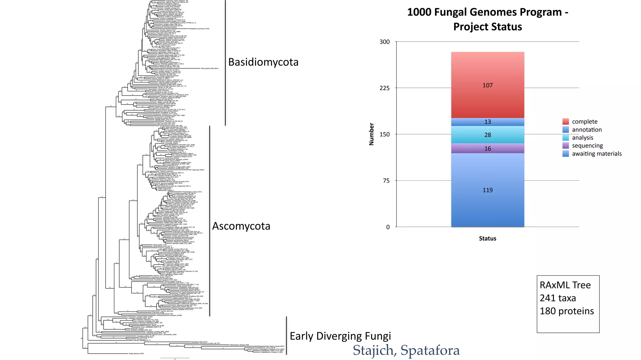 0.4
Ogataea_parapolymorpha_DL_1
Meliniomyces_variabilis_F
Debaryomyces_hansenii_CBS_767
Choiromyces_venosus_120613_1
Rhizoctonia_solani_AG_1_IA
Enterocytozoon_bieneusi_H348
Agaricus_bisporus_var_bisporus_H97
Moniliophthora_perniciosa_FA553
Trichosporon_oleaginosus_IBC0246
Zygosaccharomyces_rouxii_CBS_732
Hydnomerulius_pinastri
Exophiala_dermatitidis_NIH_UT8656
Wilcoxina_mikolae_CBS_423_85
Kluyveromyces_lactis_NRRL_Y_1140
Oidiodendron_maius_Zn
Apiospora_montagnei_NRRL_25634
Suillus_brevipes
Pleurotus_ostreatus_PC15
Clavicorona_pyxidata_HHB10654
Exidia_glandulosa_HHB12029
Sordaria_macrospora_k_hell
Lichtheimia_hyalospora_FSU_10163
Amanita_thiersii_Skay4041
Gymnopus_luxurians
Ajellomyces_capsulatus_NAm1
Meyerozyma_guilliermondii_ATCC_6260
Jaapia_argillacea_MUCL_33604
Sporisorium_reilianum_SRZ2
Auriscalpium_vulgare_FP105234_Sp
Mucor_circinelloides_CBS277_49
Phanerochaete_chrysosporium_2
Cortinarius_glaucopus_AT_2004_276
Cryphonectria_parasitica_EP155
Uncinocarpus_reesii_1704
Chaetomium_globosum_CBS_148_51
Ganoderma_sp_10597_SS1
Lodderomyces_elongisporus_NRRL_YB_4239
Aspergillus_niger_ATCC_1015
Plicaturopsis_crispa_CBS_459_81
Ophiostoma_piceae_UAMH_11346
Spathaspora_passalidarum_NRRL_Y_27907
Paxillus_involutus_ATCC_200175
Orpinomyces_sp_C1A
Hysterium_pulicare_CBS_123377
Piedraia_hortae_CBS_480_64_1
Candida_albicans_SC5314
Sporobolomyces_roseus_CBS_119925
Capronia_coronata_CBS_617_96
Arthroderma_benhamiae_CBS_112371
Wallemia_sebi_CBS_633_66
Phaeoacremonium_aleophilum_UCRPA7
Melampsora_laricis_populina_98AG31
Sphaerulina_musiva_SO2202
Tritirachium_sp_CBS_265_96
Beauveria_bassiana_ARSEF_2860
Catenaria_anguillulae_PL171
Pleomassaria_siparia_CBS_279_74
Aulographum_hederae_CBS_113979
Karstenula_rhodostoma_CBS_690_94
Grosmannia_clavigera_kw1407
Piromyces_sp_E2
Botrytis_cinerea_B05_10
Lepidopterella_palustris
Fibulorhizoctonia_sp_CBS_109695
Neolentinus_lepideus_HHB14362_ss_1
Dothistroma_septosporum_NZE10
Encephalitozoon_romaleae_SJ_2008
Amanita_muscaria_Koide
Ashbya_gossypii_FDAG1
Millerozyma_farinosa_CBS_7064
Polychaeton_citri_CBS_116435
Cyberlindnera_jadinii_NRRL_Y_1542
Phycomyces_blakesleeanus_NRRL_1555
Trichosporon_asahii_var_asahii_CBS_8904
Tremella_mesenterica_Fries
Encephalitozoon_hellem_ATCC_50504
Metarhizium_anisopliae_ARSEF_23
Paracoccidioides_brasiliensis_Pb18
Thelebolus_stercoreus
Rhizophagus_irregularis_DAOM_181602
Monascus_ruber_NRRL_1597
Coniochaeta_ligniaria
Xanthoria_parietina_46_1
Pisolithus_tinctorius_Marx_270
Tricholoma_matsutake_945
Leucogyrophana_mollusca_KUC20120723A_06
Fusarium_graminearum_PH_1
Postia_placenta_MAD_698_R
Amorphotheca_resinae_ATCC_22711
Fistulina_hepatica_ATCC_64428
Sporormia_fimetaria
Phaeosphaeria_nodorum_SN15
Schizopora_paradoxa_KUC8140
Magnaporthe_oryzae_70_15
Leptosphaeria_maculans_JN3
Cenococcum_geophilum_1_58
Suillus_luteus_UH_Slu_Lm8_n1
Rhodotorula_minuta_MCA_4210
Meliniomyces_bicolor_E
Conidiobolus_coronatus_NRRL_28638
Verticillium_dahliae_JR2
Batrachochytrium_dendrobatidis_JAM81
Botryobasidium_botryosum_FD_172_SS1
Coccidioides_immitis_RS
Lichtheimia_corymbifera_FSU_9682
Rhizopus_delemar_RA_99_880
Sebacina_vermifera_MAFF_305830
Saccharomyces_cerevisiae_S288C
Cucurbitaria_berberidis_CBS_394_84
Sporobolomyces_linderae_CBS_7893
Fomitopsis_pinicola_FP_58527_SS1
Phlebia_brevispora_HHB_7030_SS6
Cochliobolus_heterostrophus_C5
Pyrenophora_tritici_repentis
Schizophyllum_commune_H4_8
Dendrothele_bispora_CBS_962_96
Exobasidium_vaccinii_MPITM
Thermoascus_aurantiacus_ATCC26904
Patellaria_atrata_CBS_101060
Baudoinia_compniacensis_UAMH_10762
Blumeria_graminis_fsp_hordei_DH14
Hypholoma_sublateritium
Chalara_longipes_BDJ
Fibroporia_radiculosa_TFFH_294
Melanomma_pulvis_pyrius_CBS_109_77
Lophiostoma_macrostomum_CBS_122681
Punctularia_strigosozonata_HHB_11173_SS5
Torulaspora_delbrueckii_CBS_1146
Schizosaccharomyces_octosporus_yFS286
Didymella_exigua_CBS_183_55
Naiadella_fluitans_ATCC_64713
Symbiotaphrina_kochii_250_77
Serpula_lacrymans_S7_3
Gymnascella_citrina_NRRL_5970_1
Trichophyton_rubrum_CBS_118892
Arthrobotrys_oligospora_ATCC_24927
Antonospora_locustae_HM_2013
Calocera_cornea_HHB12733
Hortaea_werneckii_v2_M0
Myriangium_duriaei_CBS_260_36
Pneumocystis_jirovecii_SE8
Cordyceps_militaris_CM01
Kazachstania_africana_CBS_2517
Trematosphaeria_pertusa_CBS_122368
Mortierella_elongata
Phlebiopsis_gigantea_11061_1_CR5_6
Ascobolus_immersus_RN42
Encephalitozoon_intestinalis_ATCC_50506
Laccaria_amethystina_LaAM_08_1
Dacryopinax_sp_DJM_731_SS1
Myceliophthora_thermophila_ATCC_42464
Aplosporella_prunicola_CBS_121_167
Zopfia_rhizophila_CBS_207_26
Togninia_minima_UCRPA7
Wallemia_ichthyophaga_EXF_994
Coprinopsis_cinerea_okayama7_130
Neurospora_crassa_OR74A
Glarea_lozoyensis_74030
Acidomyces_richmondensis_BFW_Aciri1_iso
Trametes_versicolor_FP_101664_SS1
Chaetosphaeria_innumera
Wolfiporia_cocos_MD_104_SS10
Clavulina_sp_PMI_390
Marssonina_brunnea_fsp_multigermtubi_MB_m1
Mortierella_verticillata_NRRL_6337
Laccaria_bicolor_S238N_H82
Boletus_edulis_BED1
Aspergillus_fumigatus_Af293
Tilletiaria_anomala_UBC_951
Volvariella_volvacea_V23
Lentithecium_fluviatile_CBS_122367
Umbelopsis_ramanniana_NRRL_5844
Colletotrichum_graminicola_M1_001
Yarrowia_lipolytica_CLIB122
Nematocida_parisii_ERTm1
Macrolepiota_fuliginosa
Rhytidhysteron_rufulum_CBS_306_38
Xylona_heveae_TC161
Mycosphaerella_graminicola_IPO323
Penicillium_chrysogenum_Wisconsin_54_1255
Rhodosporidium_toruloides_NP11
Taphrina_deformans
Coemansia_reversa_NRRL_1564
Sistotremastrum_suecicum_HHB10207_ss_3
Daldinia_eschscholzii_EC12
Rhodotorula_graminis_WP1_1
Microbotryum_violaceum_p1A1_Lamole
Komagataella_pastoris_GS115
Eutypa_lata_UCREL1
Talaromyces_stipitatus_ATCC_10500
Botryosphaeria_dothidea_CBS_115476
Cadophora_sp_DSE1049
Sclerotinia_sclerotiorum_1980_UF_70
Clavispora_lusitaniae_ATCC_42720
Cryptococcus_neoformans_var_neoformans_JEC21
Auricularia_subglabra_TFB10046_SS_5
Ophiostoma_piliferum
Dichomitus_squalens_LYAD_421_SS1
Rozella_allomycis_CSF55
Cylindrobasidium_torrendii_FP15055_ss_10
Heterobasidion_annosum_TC_32_1
Malassezia_globosa
Coniophora_puteana_RWD_64_598_SS2
Fusarium_fujikuroi_IMI58289
Armillaria_mellea_DSM_3731
Claviceps_purpurea_20_1
Scleroderma_citrinum_Foug_A
Mixia_osmundae_IAM_14324
Nosema_ceranae_BRL01
Trypethelium_eluteriae
Trichoderma_atroviride_IMI_206040
Calosphaeria_pulchella
Sphaerobolus_stellatus_SS14
Saccharata_proteae_CBS_121410
Pseudogymnoascus_destructans_20631_21
Pichia_stipitis_CBS_6054
Puccinia_graminis_fsp_tritici_CRL_75_36_700_3
Pseudozyma_antarctica_T_34
Stereum_hirsutum_FP_91666_SS1
Hebeloma_cylindrosporum_h7
Melanconium_sp_NRRL_54901
Cyphellophora_europaea_CBS_101466
Zasmidium_cellare_ATCC_36951
Glomerella_cingulata_23
Atractiellales_sp_PMI_95
Tetrapisispora_phaffii_CBS_4417
Dekkera_bruxellensis_CBS_2499
Protomyces_inouyei
Gonapodya_prolifera_JEL478
Encephalitozoon_cuniculi_GB_M1
Anthostoma_avocetta_NRRL_3190
Talaromyces_marneffei_ATCC_18224
Galerina_marginata_CBS_339_88
Nectria_haematococca_FGSC_9596
Ramaria_rubella_UT_36052_T
Ascocoryne_sarcoides_NRRL_50072
Bjerkandera_adusta
Mycosphaerella_fijiensis
Aureobasidium_pullulans_var_pullulans_EXF_150
Monascus_purpureus_NRRL_1596
Backusella_circina_FSU_941
92
100
100
100
100
100
100
100
60
100
100
100
100
100
89
100
100
100
100
100
44
100
100
100
100
99
86
100
100
87
100
100
100
100
100
100
50
100
100
86
100
100
99
100
100
100
100
100
100
100
66
100
100
100
100
100
100
99
92
100
100
86
100
100
100
100
100
86
100
100
100
100
99
100
100
100
100
67
100
100
100
100
100
100
100
100
100
100
98
100
100
100
100
92
100
100
100
100
100
22
100
100
100
100
100
100
100
100
100
100
100
100
100
100
100
100
100
100
41
88
100
100
100
100
87
100
100
100
100
65
100
100
100
98
100
100
100
100
100
100
100
100
100
100
100
100
100
100
100
98
100
96
100
100
100
100
95
100
100
100
100
100
100
100
100
100
100
83
100
100
100
100
100
100
100
100
91
100
100
98
100
100
100
100
100
100
100
100
100
100
100
100
100
100
100
66
100
100
100
100
100
100
83
100
100
100
100
100
100
100
100
100
100
100
100
100
100
100
100
100
100
100
100
100
99
100
100
100
100
99
100
100
100
100
100
100
100
100
99
Basidiomycota
Ascomycota
Early	
  Diverging	
  Fungi
1000	
  Fungal	
  Genomes	
  Program	
  -­‐	
  
Project	
  Status
Number
0
75
150
225
300
Status
107
13
28
16
119
awaiLng	
  materials
sequencing
analysis
annotaLon
complete
RAxML	
  Tree	
  
241	
  taxa	
  
180	
  proteins	
  
Stajich, Spatafora
 