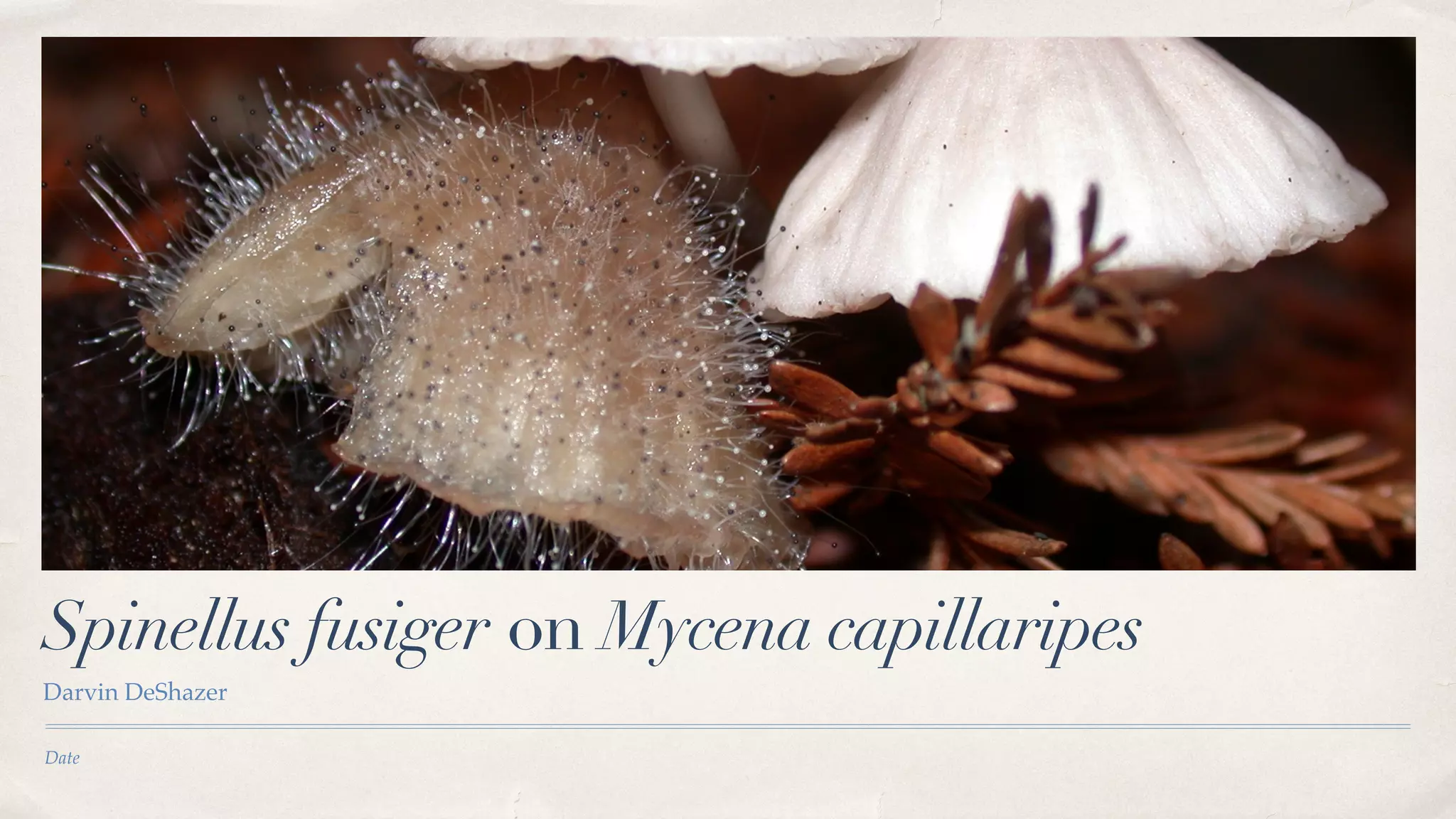 Date
Spinellus fusiger on Mycena capillaripes
Darvin DeShazer
 