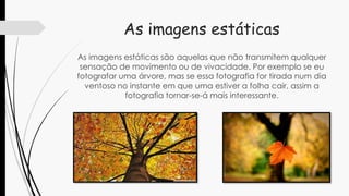 As imagens estáticas
As imagens estáticas são aquelas que não transmitem qualquer
sensação de movimento ou de vivacidade. Por exemplo se eu
fotografar uma árvore, mas se essa fotografia for tirada num dia
ventoso no instante em que uma estiver a folha cair, assim a
fotografia tornar-se-á mais interessante.
 