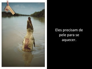 Eles precisam de
pele para se
aquecer.
 