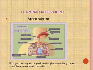 EL APARATO RESPIRATORIO

                    Aporta oxígeno.




    El oxígeno es un gas que producen las plantas verdes y que es
    absolutamente necesario para vivir.
 