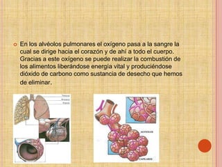    En los alvéolos pulmonares el oxígeno pasa a la sangre la
    cual se dirige hacia el corazón y de ahí a todo el cuerpo.
    Gracias a este oxígeno se puede realizar la combustión de
    los alimentos liberándose energía vital y produciéndose
    dióxido de carbono como sustancia de desecho que hemos
    de eliminar.
 