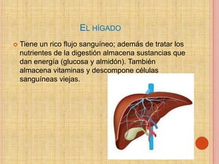 EL HÍGADO
   Tiene un rico flujo sanguíneo; además de tratar los
    nutrientes de la digestión almacena sustancias que
    dan energía (glucosa y almidón). También
    almacena vitaminas y descompone células
    sanguíneas viejas.
 
