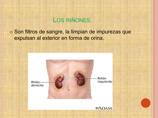 LOS RIÑONES.
   Son filtros de sangre, la limpian de impurezas que
    expulsan al exterior en forma de orina.
 