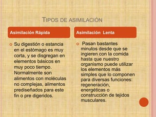 TIPOS DE ASIMILACIÓN
Asimilación Rápida             Asimilación Lenta

   Su digestión o estancia        Pasan bastantes
    en el estómago es muy          minutos desde que se
    corta, y se disgregan en       ingieren con la comida
    elementos básicos en           hasta que nuestro
                                   organismo puede utilizar
    muy poco tiempo.               los elementos más
    Normalmente son                simples que lo componen
    alimentos con moléculas        para diversas funciones:
    no complejas, alimentos        regeneración,
    prediseñados para este         energéticas o
    fin o pre digeridos.           construcción de tejidos
                                   musculares.
 