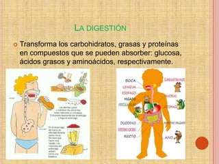 LA DIGESTIÓN
   Transforma los carbohidratos, grasas y proteínas
    en compuestos que se pueden absorber: glucosa,
    ácidos grasos y aminoácidos, respectivamente.
 