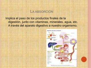 LA ABSORCIÓN
Implica el paso de los productos finales de la
  digestión, junto con vitaminas, minerales, agua, etc.
  A través del aparato digestivo a nuestro organismo.
 