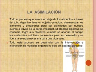 LA ASIMILACIÓN
   Todo el proceso que vemos en viaje de los alimentos a través
    del tubo digestivo tiene un objetivo principal; desmenuzar los
    alimentos y prepararlos para ser asimilados por nuestro
    cuerpo a través de la pared intestinal. El proceso digestivo se
    consuma, logra sus objetivos, cuando se aportan al cuerpo
    las sustancias nutritivas necesarias para su desarrollo y se
    libera la energía necesaria para una vida sana.
   Todo este proceso se desarrolla con la intervención e
    interacción de múltiples órganos no solo del aparato digestivo
 