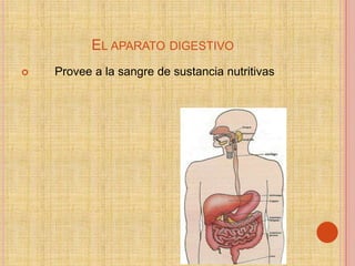 EL APARATO DIGESTIVO
   Provee a la sangre de sustancia nutritivas
 
