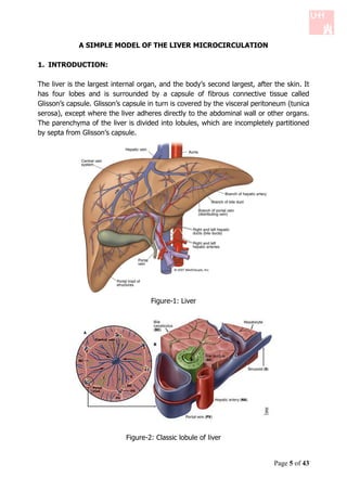 A SIMPLE MODEL OF THE LIVER MICROCIRCULATION

1. INTRODUCTION:

The liver is the largest internal organ, and the body’s second largest, after the skin. It
has four lobes and is surrounded by a capsule of fibrous connective tissue called
Glisson’s capsule. Glisson’s capsule in turn is covered by the visceral peritoneum (tunica
serosa), except where the liver adheres directly to the abdominal wall or other organs.
The parenchyma of the liver is divided into lobules, which are incompletely partitioned
by septa from Glisson’s capsule.




                                     Figure-1: Liver




                             Figure-2: Classic lobule of liver


                                                                              Page 5 of 43
 