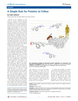 Synopsis

A Simple Rule for Proteins to Follow
By Caitlin Sedwick*
Freelance Science Writer, San Diego, California, Unites States of America


   Proteins are the workhorses of cells,
acting as enzymes, structural elements,
and signal transducers. The tremendous
variability in proteins’ chemical and phys-
ical properties is achieved through the
manner in which they are made—by the
mixing and matching of a set of basic
building blocks known as amino acids.
Each amino acid consists of a carbon atom
attached to an amine group, a carboxyl
group, a hydrogen atom, and one of 22
structurally and chemically distinct side
groups. When a cell builds a protein, it
uses the instructions encoded in a corre-
sponding gene to tell it which amino acids
to use, and in what order. A new protein is
assembled front-to-back, with each new
amino acid added to the growing chain by
hooking its amine group to the carboxyl
group of the previous amino acid.
   The business of protein assembly is just
the first step in creating a functional
protein. Once assembled, a protein must
next be folded into the proper 3-D shape
for its designated cellular function. Then,
it may be further altered by a myriad of
chemical modifications, which can affect
anything from its activity level, to its
location within the cell, to its longevity.
One such modification, called amino
terminal acetylation (N-acetylation), in-
volves adding an acetyl group to the
amine group of a protein’s first amino
                                                          The mechanistic principles of N-terminal protein acetylation are conserved in all
acid. N-acetylation affects around 80%–                   organisms investigated so far. With the help of a simple rule to screen for N-terminal
90% of proteins in human cells (and about                 acetylation, researchers can now study how this modification affects protein function.
50% in yeast). Researchers think N-                       doi:10.1371/journal.pbio.1000232.g001
acetylation occurs as a protein is being
made, and that, in some cases, it may                     acids. However, it turns out that simply                    To explore this possibility, the authors
affect a protein’s proper location, stability,            being recognized by NATs does not                        turned to a favorite experimental system—
and function within the cell. Until now,                  guarantee that N-acetylation will occur;                 the fruit fly. N-acetylation had been
the rules governing whether a given                       many proteins containing the appropriate                 thought to be rare in flies, as few proteins
protein receives this modification weren’t                recognition sequences lack N-acetylation.                with this modification had so far been
fully understood, a situation rectified in a              Goetze and colleagues postulated that                    identified in invertebrates. But, when
paper by Sandra Goetze, Erich Brunner,                    some other feature of proteins overrides                 Goetze and colleagues looked for N-
and colleagues in this issue of PLoS Biology.             NAT recognition to control whether the                   acetylation on proteins purified from
   The enzymes that carry out N-acetyla-                  protein receives N-acetylation.                          Drosophila Kc167 cells, they found that
tion are known as N-terminal acetyltrans-
ferases (NATs). They have been identified
in yeast and humans and appear to work                    Citation: Sedwick C (2009) A Simple Rule for Proteins to Follow. PLoS Biol 7(11): e1000232. doi:10.1371/
                                                          journal.pbio.1000232
by recognizing specific sequences of amino
                                                          Published November 3, 2009
                                                          Copyright: ß 2009 Caitlin Sedwick. This is an open-access article distributed under the terms of the Creative
Selected PLoS Biology research articles are accom-        Commons Attribution License, which permits unrestricted use, distribution, and reproduction in any medium,
panied by a synopsis written for a general audience       provided the original author and source are credited.
to provide non-experts with insight into the
significance of the published work.                       Competing Interests: The author has declared that no competing interests exist.
                                                          * E-mail: csedwick@gmail.com



        PLoS Biology | www.plosbiology.org                                         1                       November 2009 | Volume 7 | Issue 11 | e1000232
 