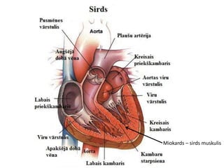 Miokards – sirds muskulis
 