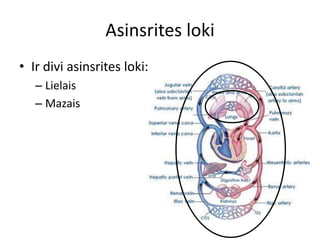 Asinsrites loki
• Ir divi asinsrites loki:
   – Lielais
   – Mazais
 