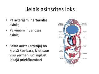 Lielais asinsrites loks
• Pa artērijām ir arteriālas
  asinis;
• Pa vēnām ir venozas
  asinis;

• Sākas aortā (artērijā) no
  kreisā kambara, iziet caur
  visu ķermeni un ieplūst
  labajā priekškambarī
 