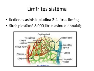 Limfrites sistēma
• Ik dienas asinīs iepludina 2-4 litrus limfas;
• Sirds piesūknē 8 000 litrus asiņu diennaktī;
 
