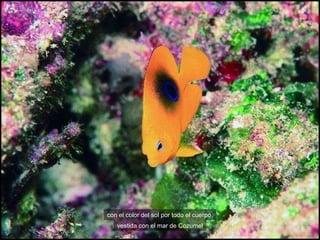 “ Danza del Venado,” Sonora Como una mirada hecha en Sonora vestida con el mar de Cozumel con el color del sol por todo el cuerpo, 