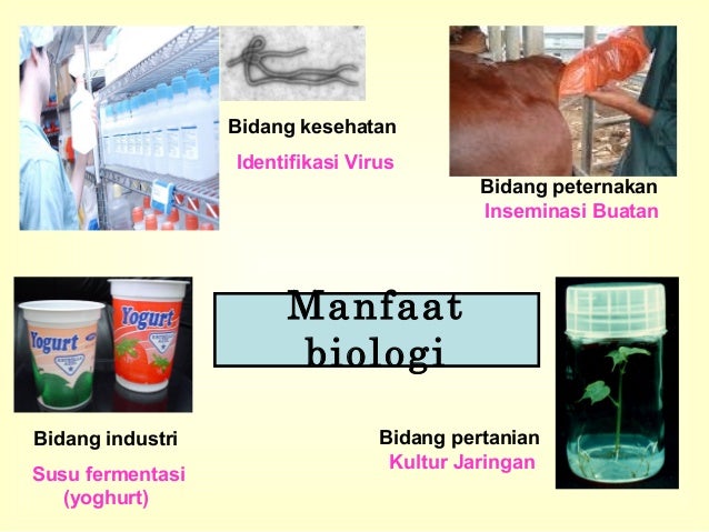 fenomena biologi Asista power point biologi 