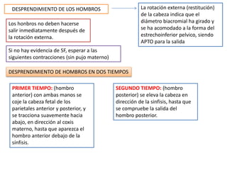 DESPRENDIMIENTO DE LOS HOMBROS La rotación externa (restitución) 
de la cabeza indica que el 
diámetro biacromial ha girado y 
se ha acomodado a la forma del 
estrechoinferior pelvico, siendo 
APTO para la salida 
Los honbros no deben hacerse 
salir inmediatamente después de 
la rotación externa. 
Si no hay evidencia de SF, esperar a las 
siguientes contracciones (sin pujo materno) 
DESPRENDIMIENTO DE HOMBROS EN DOS TIEMPOS 
PRIMER TIEMPO: (hombro 
anterior) con ambas manos se 
coje la cabeza fetal de los 
parietales anterior y posterior, y 
se tracciona suavemente hacia 
abajo, en dirección al coxis 
materno, hasta que aparezca el 
hombro anterior debajo de la 
sínfisis. 
SEGUNDO TIEMPO: (hombro 
posterior) se eleva la cabeza en 
dirección de la sinfisis, hasta que 
se compruebe la salida del 
hombro posterior. 
 