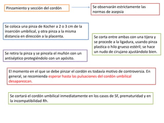 Pinzamiento y sección del cordón Se observarán estrictamente las 
normas de asepsia 
Se coloca una pinza de Kocher a 2 o 3 cm de la 
inserción umbilical, y otra pinza a la misma 
distancia en dirección a la placenta. Se corta entre ambas con una tijera y 
se procede a la ligadura, usando pinza 
plastica o hilo grueso estéril; se hace 
Se retira la pinza y se pincela el muñón con un un nudo de cirujano ajustándolo bien. 
antiséptico protegiéndolo con un apósito. 
El momento en el que se debe pinzar el cordón es todavía motivo de controversia. En 
general, se recomienda esperar hasta las pulsaciones del cordón umbilical 
desaparezcan. 
Se cortará el cordón umbilical inmediatamente en los casos de SF, prematuridad y en 
la incompatibilidad Rh. 
 