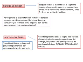 SIGNO DE SCHROEDER 
después de que la placenta cae al segmento 
inferior, el cuerpo del útero es empujado hacia 
arriba por el hematoma retroplacentario, unos 
5 – 6 cm por arriba del ombligo 
Por lo general el cuerpo también va hacia la derecha 
y sus dos paredes se adosan (disminuye diámetro 
transverso y su forma se torna angulosa con bordes 
bien marcados y de consistencia dura) 
DESCENSO DEL ÚTERO Cuando la placenta cae a la vagina o se expulsa, 
el útero desciende unos 4cm por debajo del 
ombligo, adoptando una forma globulosa de 
consistencia leñosa: GLOBO DE SEGURIDAD DE 
PINARD 
Situación definitiva, solo variará 
por patológicamente o por 
proceso evolutivo del puerperio 
 