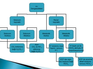 H+
Dengesizlikleri
Solunum
kaynaklı
Renal
kaynaklı
Solunum
Asidozu
Solunum
Alkalozu
CO2 birikimine
bağlı H2CO3 ↑
Aşırı
CO2 ve HO 2
atılımına
bağlı H2CO3 ↓
Metabolik
Asidoz
Metabolik
Alkaloz
H+
tutulumu veya
Yapımı sonucu
H+
↑
H+
kaybı ya da
↑HCO3 alımıyla H+
konsantrasyonunda↑
ECF den aşırı
baz kaybına bağlı
HCO3↓
ECF de anormal
alkali tutulumu
sonucu HCO3↑
 