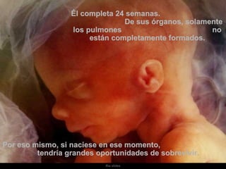 Él completa 24 semanas.  De sus órganos, solamente los pulmones  no están completamente formados. Por eso mismo, si naciese en ese momento,  tendría grandes oportunidades de sobrevivir. 