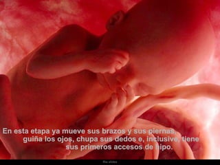 En esta etapa ya mueve sus brazos y sus piernas,  guiña los ojos, chupa sus dedos e, inclusive, tiene  sus primeros accesos de hipo.  