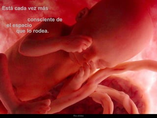 Está cada vez más  consciente de el espacio  que lo rodea. 