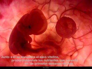 Junto a él se encuentra el saco vitelino,  proporcionándole los nutrientes que necesita  en las primeras semanas de vida.  