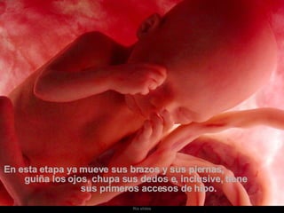 En esta etapa ya mueve sus brazos y sus piernas,  guiña los ojos, chupa sus dedos e, inclusive, tiene  sus primeros accesos de hipo.  